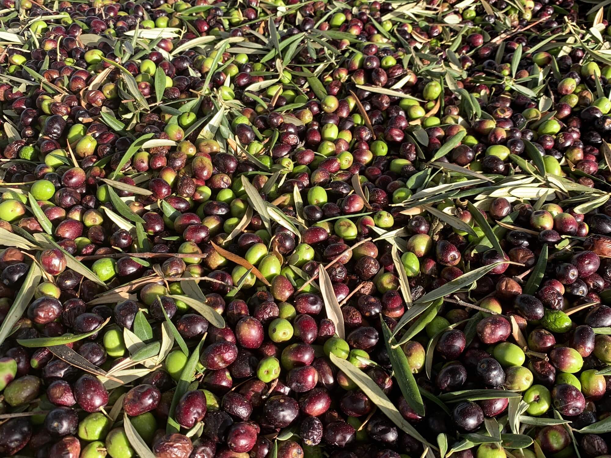 Premium Olives